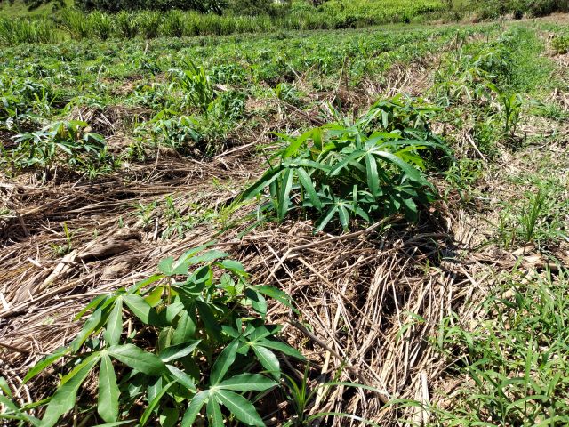 spdh-mandioca-plantio-direto